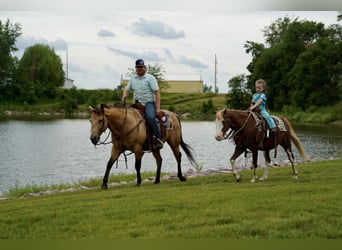 Altri pony/cavalli di piccola taglia, Castrone, 12 Anni, 130 cm, Sauro scuro