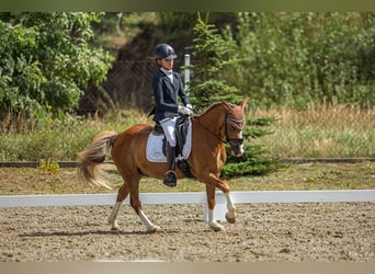 Altri pony/cavalli di piccola taglia, Castrone, 12 Anni, 136 cm, Sauro