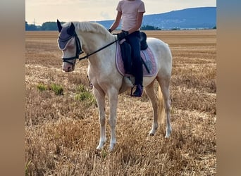 Altri pony/cavalli di piccola taglia, Castrone, 12 Anni, 142 cm, Cremello