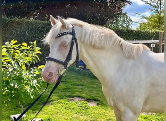 Altri pony/cavalli di piccola taglia, Castrone, 12 Anni, 142 cm, Cremello