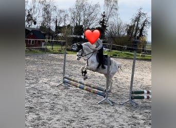 Altri pony/cavalli di piccola taglia, Castrone, 12 Anni, 142 cm, Cremello