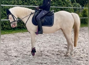 Altri pony/cavalli di piccola taglia, Castrone, 12 Anni, 142 cm, Cremello