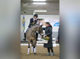 Altri pony/cavalli di piccola taglia Mix, Castrone, 12 Anni, 143 cm, Baio