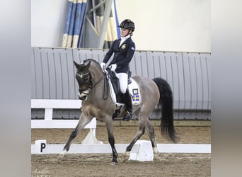 Altri pony/cavalli di piccola taglia Mix, Castrone, 12 Anni, 143 cm, Baio