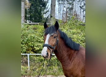 Altri pony/cavalli di piccola taglia, Castrone, 12 Anni, 149 cm, Baio