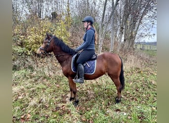 Altri pony/cavalli di piccola taglia, Castrone, 12 Anni, 149 cm, Baio