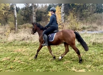 Altri pony/cavalli di piccola taglia, Castrone, 12 Anni, 149 cm, Baio