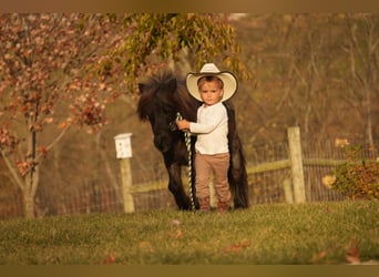 Altri pony/cavalli di piccola taglia, Castrone, 12 Anni, 81 cm, Roano blu