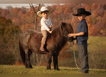 Altri pony/cavalli di piccola taglia, Castrone, 12 Anni, 81 cm, Roano blu