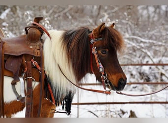 Altri pony/cavalli di piccola taglia, Castrone, 12 Anni, 91 cm, Baio ciliegia