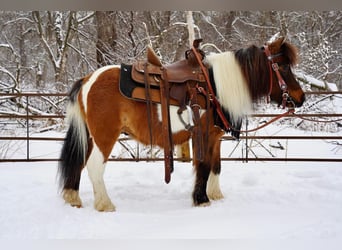Altri pony/cavalli di piccola taglia, Castrone, 12 Anni, 91 cm, Baio ciliegia
