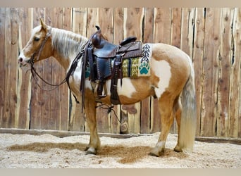 Altri pony/cavalli di piccola taglia, Castrone, 12 Anni, Palomino