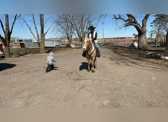 Altri pony/cavalli di piccola taglia, Castrone, 12 Anni, Palomino