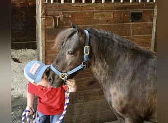 Altri pony/cavalli di piccola taglia, Castrone, 13 Anni, 102 cm, Baio