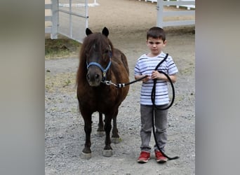 Altri pony/cavalli di piccola taglia, Castrone, 13 Anni, 102 cm, Baio