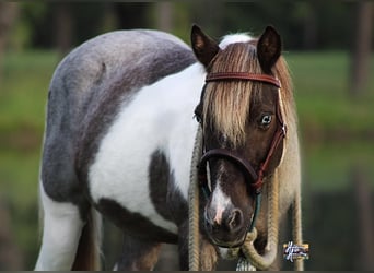 Altri pony/cavalli di piccola taglia, Castrone, 13 Anni, 117 cm