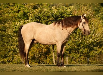 Altri pony/cavalli di piccola taglia, Castrone, 13 Anni, 122 cm, Pelle di daino