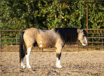 Altri pony/cavalli di piccola taglia, Castrone, 13 Anni, 127 cm, Pelle di daino