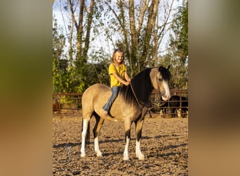 Altri pony/cavalli di piccola taglia, Castrone, 13 Anni, 127 cm, Pelle di daino