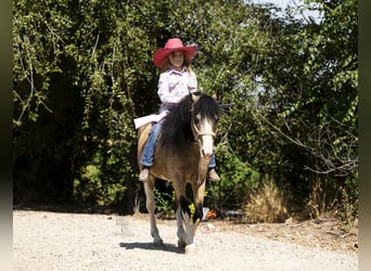 Altri pony/cavalli di piccola taglia, Castrone, 13 Anni, 127 cm, Pelle di daino