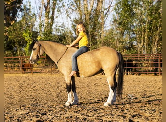 Altri pony/cavalli di piccola taglia, Castrone, 13 Anni, 127 cm, Pelle di daino