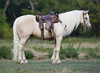 Altri pony/cavalli di piccola taglia, Castrone, 13 Anni, 132 cm, Palomino