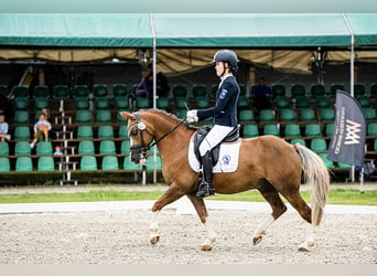 Altri pony/cavalli di piccola taglia, Castrone, 13 Anni, 136 cm, Sauro