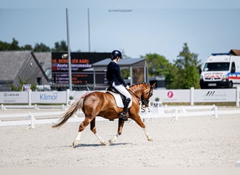 Altri pony/cavalli di piccola taglia, Castrone, 13 Anni, 136 cm, Sauro