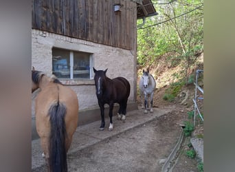 Altri pony/cavalli di piccola taglia Mix, Castrone, 13 Anni, 140 cm, Grigio