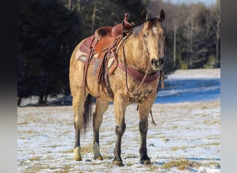 Altri pony/cavalli di piccola taglia, Castrone, 13 Anni, 142 cm, Pelle di daino