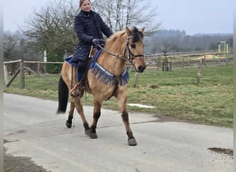 Altri pony/cavalli di piccola taglia, Castrone, 13 Anni, 145 cm, Falbo