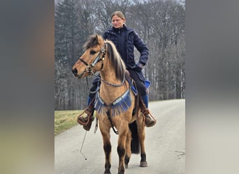 Altri pony/cavalli di piccola taglia, Castrone, 13 Anni, 145 cm, Falbo