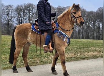 Altri pony/cavalli di piccola taglia, Castrone, 13 Anni, 145 cm, Falbo