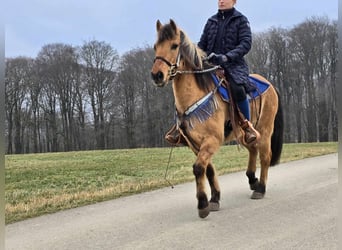 Altri pony/cavalli di piccola taglia, Castrone, 13 Anni, 145 cm, Falbo