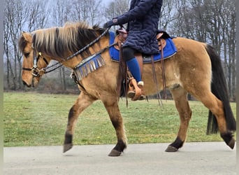 Altri pony/cavalli di piccola taglia, Castrone, 13 Anni, 145 cm, Falbo