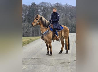 Altri pony/cavalli di piccola taglia, Castrone, 13 Anni, 145 cm, Falbo