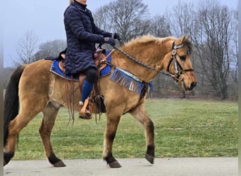 Altri pony/cavalli di piccola taglia, Castrone, 13 Anni, 145 cm, Falbo