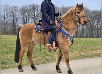 Altri pony/cavalli di piccola taglia, Castrone, 13 Anni, 145 cm, Falbo