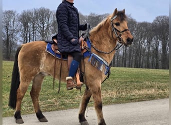 Altri pony/cavalli di piccola taglia, Castrone, 13 Anni, 145 cm, Falbo