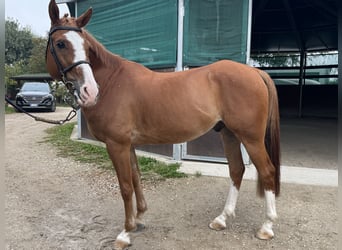 Altri pony/cavalli di piccola taglia, Castrone, 13 Anni, 149 cm, Sauro