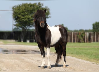 Altri pony/cavalli di piccola taglia, Castrone, 14 Anni, 112 cm, Baio