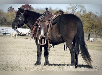 Altri pony/cavalli di piccola taglia, Castrone, 14 Anni, 112 cm, Morello