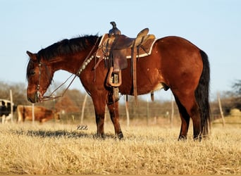 Altri pony/cavalli di piccola taglia, Castrone, 14 Anni, 130 cm, Baio ciliegia