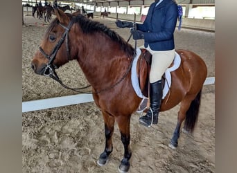 Altri pony/cavalli di piccola taglia, Castrone, 14 Anni, 130 cm, Baio ciliegia