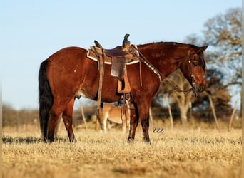 Altri pony/cavalli di piccola taglia, Castrone, 14 Anni, 130 cm, Baio ciliegia