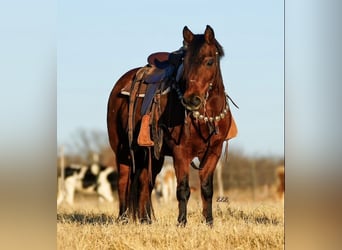 Altri pony/cavalli di piccola taglia, Castrone, 14 Anni, 130 cm, Baio ciliegia