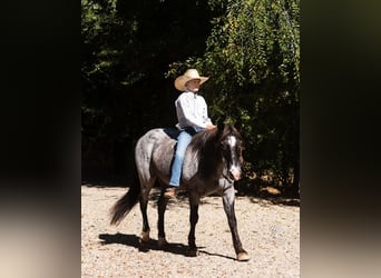 Altri pony/cavalli di piccola taglia Mix, Castrone, 14 Anni, 132 cm, Roano blu