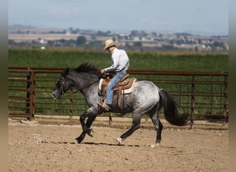 Altri pony/cavalli di piccola taglia Mix, Castrone, 14 Anni, 132 cm, Roano blu