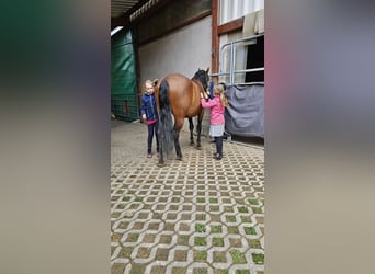 Altri pony/cavalli di piccola taglia, Castrone, 14 Anni, 150 cm, Baio
