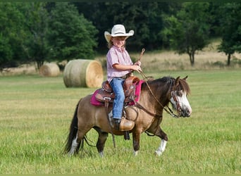Altri pony/cavalli di piccola taglia, Castrone, 14 Anni, 89 cm, Pelle di daino
